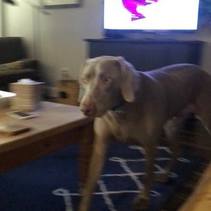 Meet your Posher, Bryce